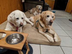 three yellow Labrador Retrievers