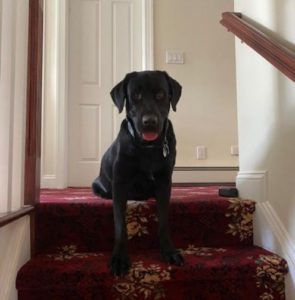 black Labrador Retriever on stairs