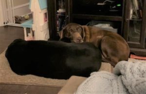 chocolate and black labrador retriever sleeping