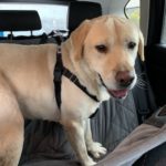 2-3 year old yellow male lab in car