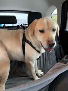 2-3 year old yellow male lab in car