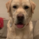 2 year old yellow male lab