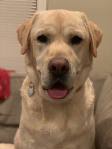 2 year old yellow male lab