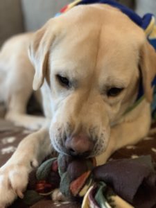 2 year old lab discovering toys