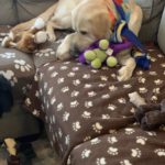 2 year old yellow male lab on the couch with his toys