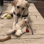 yellow lab with her toys