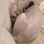 yellow lab ready for bed