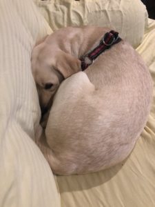 yellow lab ready for bed