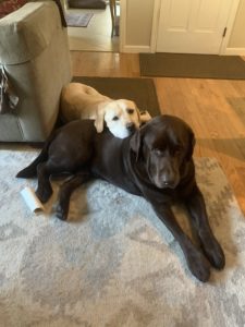 2-3 year old yellow lab resting