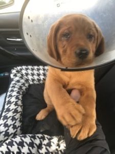 yellow Labrador Retriever puppy in cone