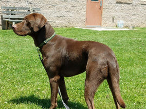 Chocolate Labrador Retriever on alert