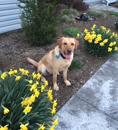 yellow labrador retriever in the flowers