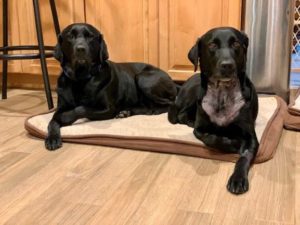 two black Labrador Retrievers
