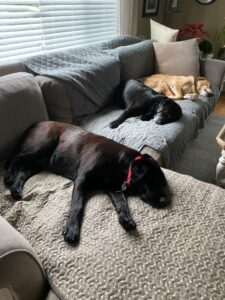 on yellow and two black Labrador Retriever on sofa