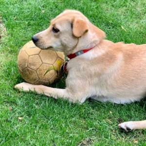 Yellow Labrador Retriever Mix and ball