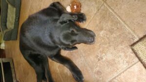black Labrador Retriever laying down