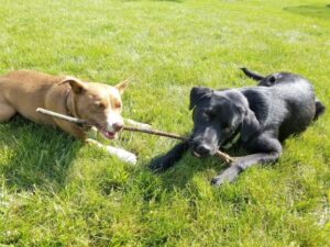 black Labrador Retriever with stick and a dog