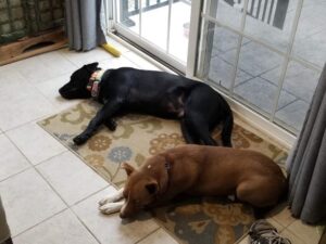 two dogs one black Labrador Retriever
