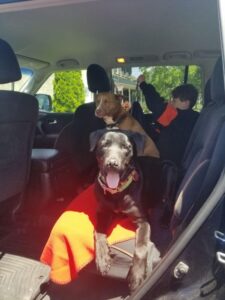 black Labrador Retriever , dog and boy in car