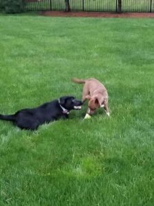 black Labrador Retriever playing