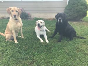 2 yellow and a black Labrador Retriever