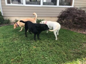 2 yellow and black Labrador Retriever