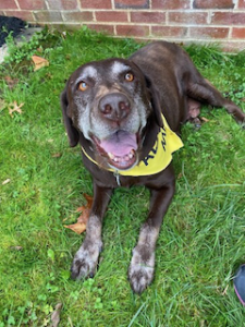 chocolate labrador retriever