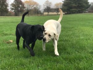 balck and yellow Labrador Retriever