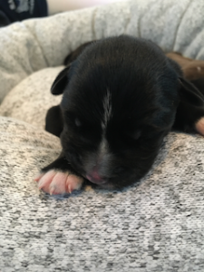 black labrador retriever mix