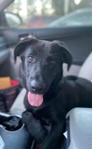 black Labrador Retriever Mix