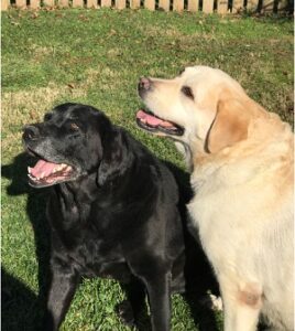 black and yellow Labrador Retriever