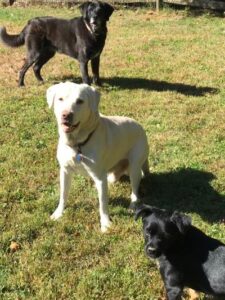 yellow Labrador Retriever and 2 black dogs