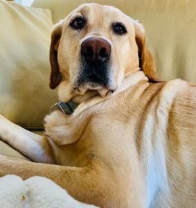 yellow Labrador Retriever