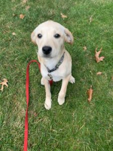 12 week old yellow lab Brooklyn