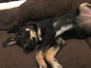 black labrador retriever mix