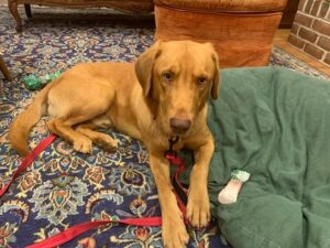 yellow Labrador Retriever