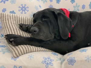 black labrador retriever