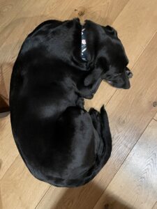 black Labrador Retriever Mix