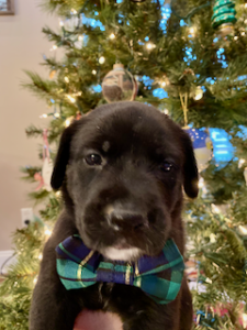 black labrador retriever mix