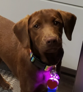 chocolate labrador retriever mix