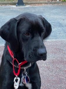 black Labrador Retriever Mix