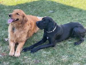 black Labrador Retriever Mix and a golden retriever