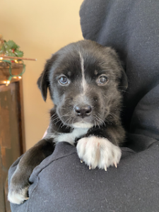 black labrador retriever mix