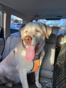 yellow labrador retriever