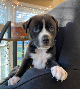 chocolate labrador retriever mix