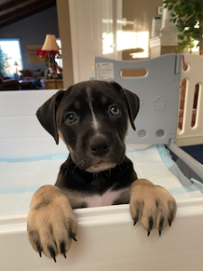 black labrador retriever mix