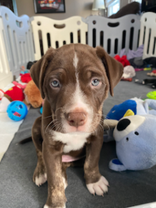 chocolate labrador retriever mix