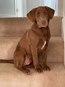 chocolate labrador retriever mix