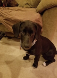 black labrador retriever mix