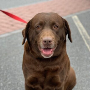 chocolate labrador retriever